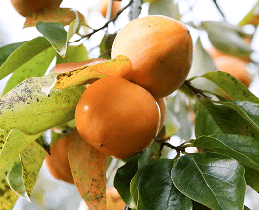 和歌山の風土を利用した栽培